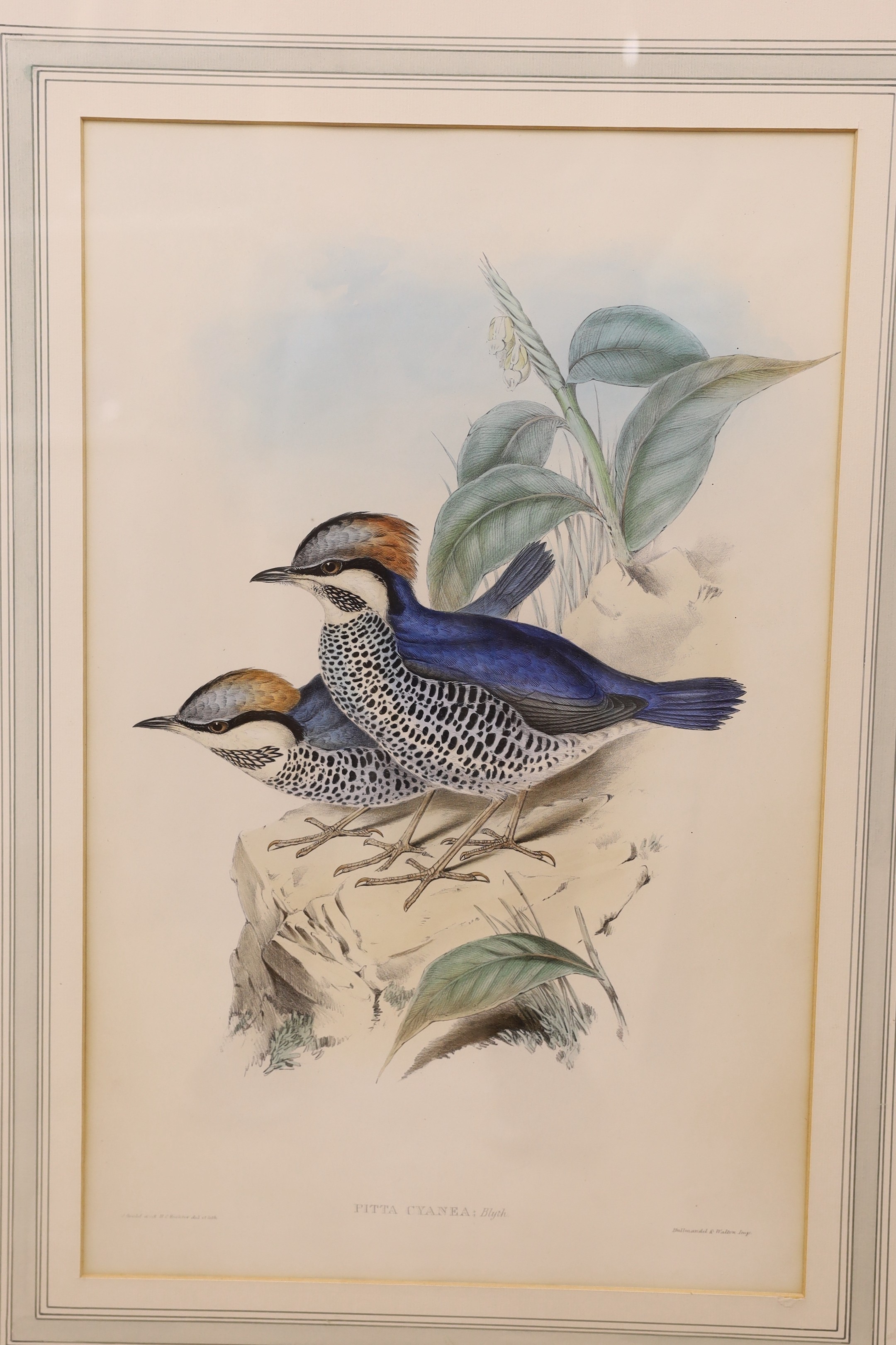 After Gould and Richter, six coloured lithographs, Studies of exotic birds, 53 x 34cm